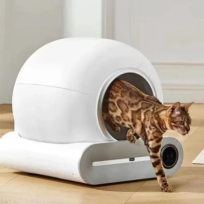 PurrNest Aura image 2